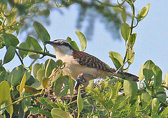 Campylorhynchus chiapensis