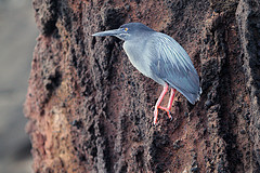 Butorides sundevalli