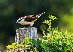 Campylorhynchus griseus