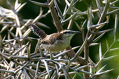 Campylorhynchus rufinucha