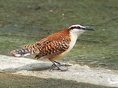 Campylorhynchus capistratus