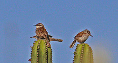 Campylorhynchus jocosus