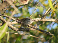 Campylorhynchus yucatanicus