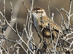 Campylorhynchus brunneicapillus