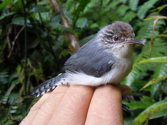 Odontorchilus branickii