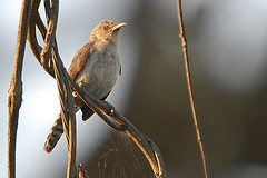 Odontorchilus cinereus