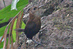 Hylorchilus sumichrasti