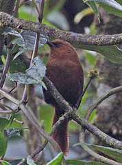 Cinnycerthia unirufa