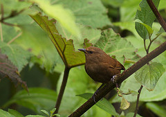Cinnycerthia olivascens