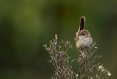 Cistothorus platensis