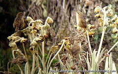 Cistothorus apolinari