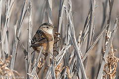 Cistothorus palustris