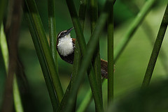 Pheugopedius fasciatoventris