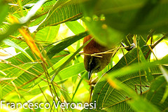 Pheugopedius euophrys