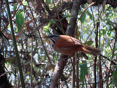 Pheugopedius eisenmanni