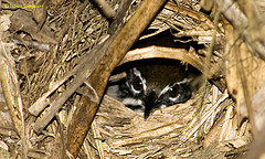 Pheugopedius genibarbis