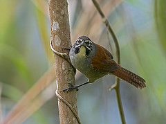 Pheugopedius mystacalis