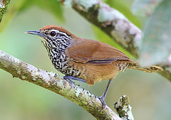 Pheugopedius maculipectus