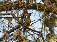 Pheugopedius rutilus