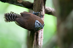 Pheugopedius sclateri