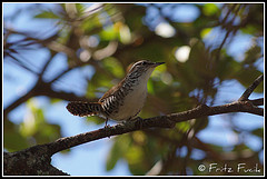 Thryophilus pleurostictus