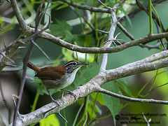 Thryophilus rufalbus