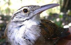 Thryophilus nicefori