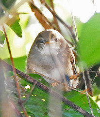 Cantorchilus modestus