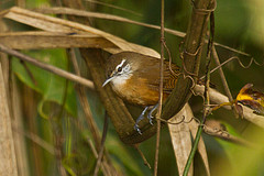 Cantorchilus leucotis