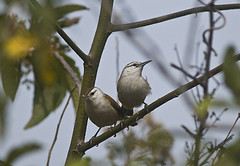 Cantorchilus superciliaris