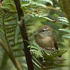 Cantorchilus longirostris