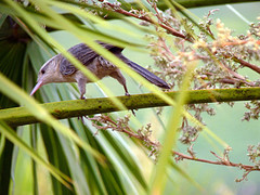 Cantorchilus griseus