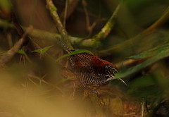 Cantorchilus semibadius