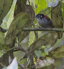 Cantorchilus nigricapillus
