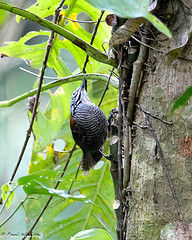 Cantorchilus thoracicus