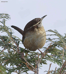 Thryothorus ludovicianus