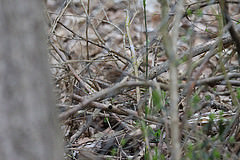 Troglodytes troglodytes