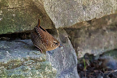 Troglodytes hiemalis