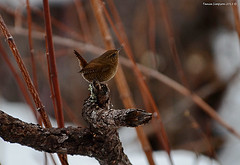 Troglodytes pacificus