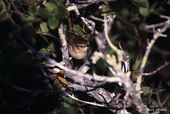 Troglodytes sissonii