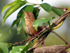 Troglodytes rufociliatus