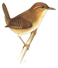 Troglodytes ochraceus