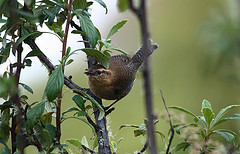 Troglodytes monticola