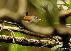Uropsila leucogastra