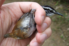 Henicorhina leucosticta