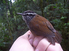 Henicorhina leucophrys