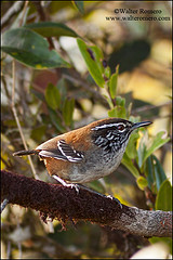 Henicorhina leucoptera