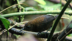 Microcerculus philomela