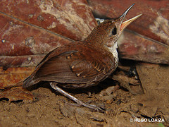 Microcerculus marginatus