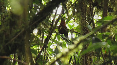 Cyphorhinus thoracicus